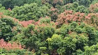 从化南平静修小镇的荔枝，今年有荔枝吃吗？