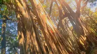 上井坎榕树王：时间的编织者上井坎榕树王是云南省最大的榕树之一，素有“德宏榕树王”之称。树龄悠久： 这棵榕树的树龄据说已有470年的历史。规模巨大