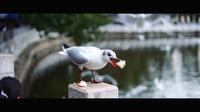 昆明翠湖公园