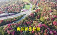 贵州的百里杜鹃，国家5A级景区，，人山人海的太壮观了！