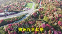 贵州的百里杜鹃，国家5A级景区，，人山人海的太壮观了！