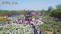 4月1日 曹州牡丹园正式开园往年牡丹盛景 快来一睹为快———曹州牡丹园  一园春色待君来