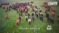 行色张掖 晨邀你来-山丹军马场