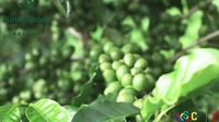 爱伲咖啡庄园——云南十大精品咖啡示范庄园之一