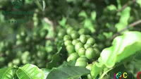 爱伲咖啡庄园——云南十大精品咖啡示范庄园之一