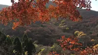 济南红叶谷一日游