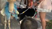 羊驼表演 秦皇岛 渔岛度假区