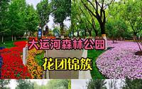 北京通州大运河森林公园，鲜花众多，风景如画，游人很少#星计划##打卡挑战S6##跟着UP主创作吧##旅行随手拍#