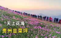 贵州韭菜坪正式进入盛花期，这只能看不能吃的韭菜花我是第一次见