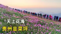 贵州韭菜坪正式进入盛花期，这只能看不能吃的韭菜花我是第一次见