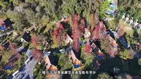 主播带你玩转德保矮马王国 提质升级迎客来，德保景区焕新颜