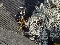 全杭州都在期待的玉兰花开，法喜寺五百年古树报春！