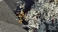 全杭州都在期待的玉兰花开，法喜寺五百年古树报春！