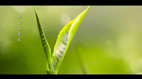 湖北英山旅游风光MV《英山云雾茶》