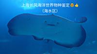 上海长风海洋世界物种鉴定（2025版）