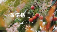 雨后桂花|满觉陇|杭州西湖|治愈系|A7M4