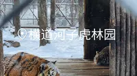 横道河子虎林园