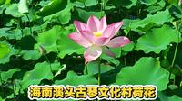 海南溪头古琴文化村看荷花1小时看完