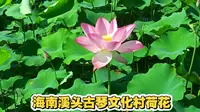 海南溪头古琴文化村看荷花1小时看完