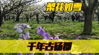 安徽版梨兰会，清明游砀山梨树王景区，人声鼎沸