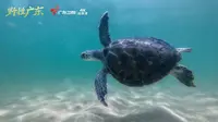 《野性广东》惠东海滩守护绿海龟最后的家园