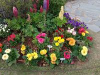 2月13号东莞植物园赏花