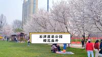 2026年3月26日，石家庄市石津灌渠文化公园樱花盛开。#石家庄