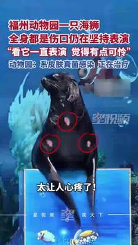 福州动物园一只海狮全身都是伤口仍坚持表演，动物园：系真菌感染