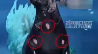 福州动物园一只海狮全身都是伤口仍坚持表演，动物园：系真菌感染