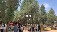 塔林（图1）少林寺塔林是登封”天地之中”八处十一项历史建筑群世界文化遗产之一（图3），位于寺院西300米处，是少林寺历代高僧安息的墓地。少林寺塔林
