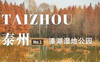 泰州旅行日记| 溱湖国家湿地公园游览体验 旅拍vlog 泰州旅行攻略