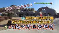 北京八达岭野生动物园-就因为16年那个事，现在野生动物算失去自由了