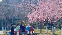 扬州樱花大道的樱花已经开啦，带你看烟花三月的扬州～