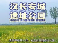 汉长安城遗址公园 | 油菜花海、苜蓿园、露营区，不去汉中，也可观赏油菜花，清明节避开人群，快来玩吧～#油菜花#苜蓿#露营#西安同城#周末去哪儿