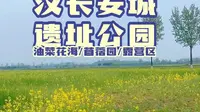 汉长安城遗址公园 | 油菜花海、苜蓿园、露营区，不去汉中，也可观赏油菜花，清明节避开人群，快来玩吧～#油菜花#苜蓿#露营#西安同城#周末去哪儿