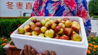 滨州沾化冬枣采摘园。