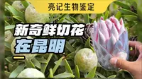 亚洲最大鲜切花市场——昆明斗南花卉市场的背后