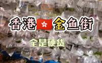 香港金鱼街长这样！想去逛吗？