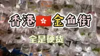 香港金鱼街长这样！想去逛吗？