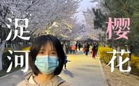 潍坊人知道吗，浞河也有一条樱花大道
