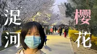 潍坊人知道吗，浞河也有一条樱花大道