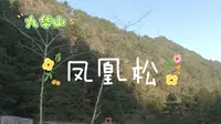 青阳县九华山 第一集 凤凰松
