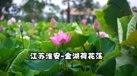 江苏淮安-金湖荷花荡