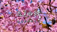 遇见曲靖 | 浪漫樱花季，曲靖市马龙区沈家山樱花谷，我们“樱”你而来！