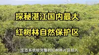 探秘湛江国内最大红树林自然保护区，目前湛江湿地红树林面积约占全国三分之一，是我国红树林分布广、面积大，种类最丰富的地区之一