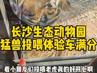 长沙生态动物园新增猛兽投喂体验车开业啦，快带宝贝过来投喂老虎吧！（投喂体验票需现场买）#长沙生态动物园 #亲子游玩好去处 #野生动物零距离 #投喂小动物的快乐