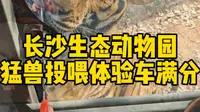 长沙生态动物园新增猛兽投喂体验车开业啦，快带宝贝过来投喂老虎吧！（投喂体验票需现场买）#长沙生态动物园 #亲子游玩好去处 #野生动物零距离 #投喂小动物的快乐
