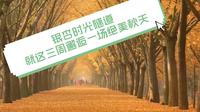 【江浙沪自驾游线路，徐州邳州市临沂郯城县银杏之路攻略】这条位于苏鲁交界处沂河边上的自驾玩法，一路可以看到几十万亩的银杏，震撼程度不亚于额济纳的胡杨林，攻略在这里