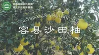 容县沙田柚