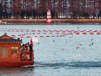 快来武汉看海，来东湖喂海鸥！！